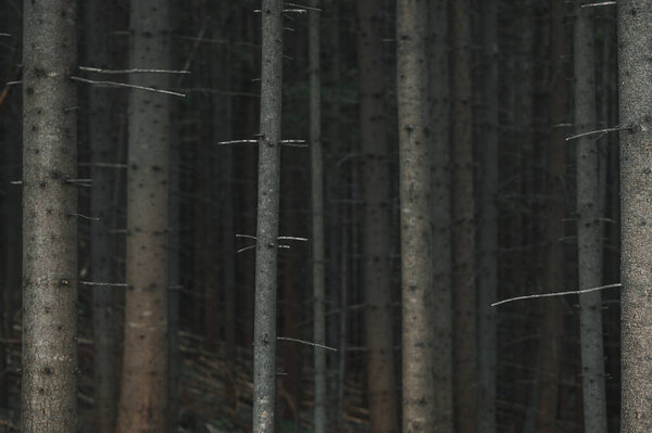 Background. Tree trunks in thick coniferous forest. Old trees in a dark dense forest. Copy space.