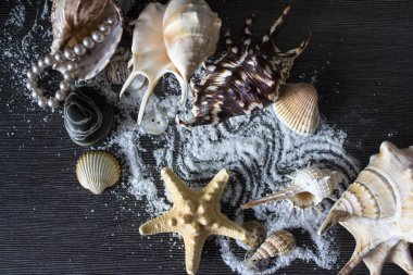 Seashells with sand clipart