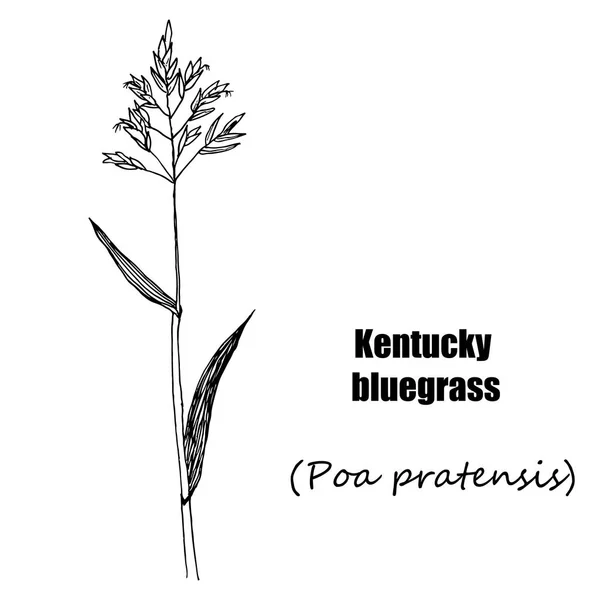 ケンタッキー ブルー グラス ハーブ — ストックベクタ