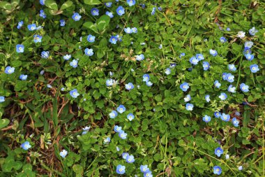 Yeşil çimen arka planında küçük mavi çiçekler. Doğal bahar çiçeği halısı.