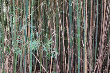 Yeşil ve kuru bambu sapları. Bambu Ormanı