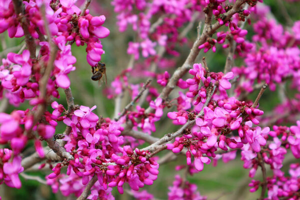 Bright pink cercis tree flowers. Bee on a redbud flower. Springtime