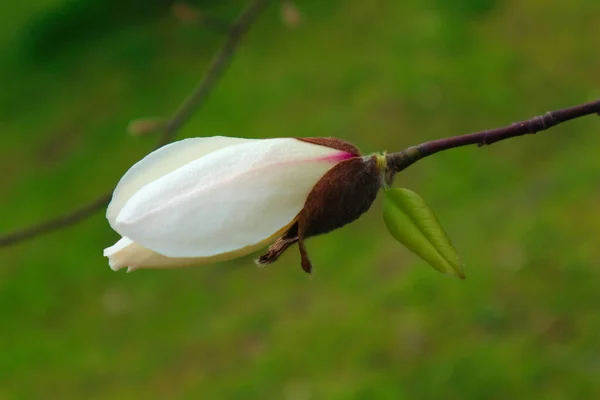 White Magnolia Flower Bud Green Blured Background Springtime — Stock Photo, Image