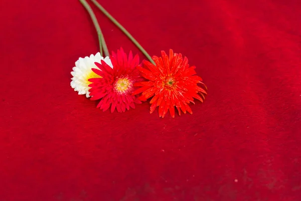 Boldog Valentin nap, Valentin-nap ünneplés, virágok piros belvel háttér, — Stock Fotó