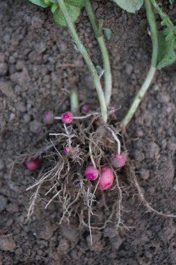 Taze, organik kırmızı patates patates Cultivated arazi ham toprak