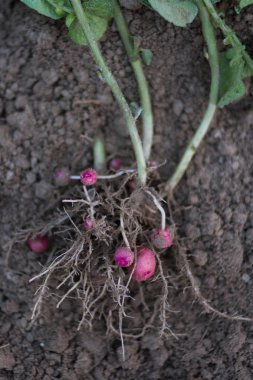 Taze, organik kırmızı patates patates Cultivated arazi ham toprak