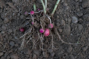 Taze, organik kırmızı patates patates Cultivated arazi ham toprak