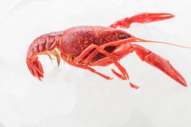 güzel haşlanmış kerevit