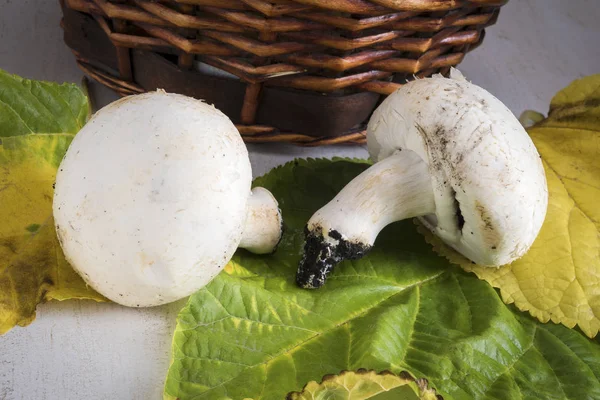 Mooie mand met champignons — Stockfoto