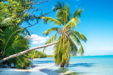 Suyun üzerinde güzel palmiye ağaçları