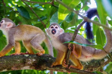 Küçük şakacı maymunlar