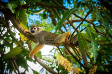 Küçük şakacı maymunlar