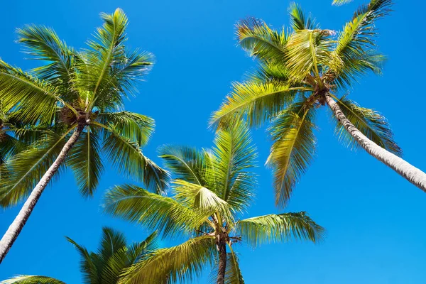 Beaux palmiers sur le fond du ciel — Photo
