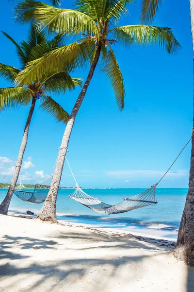 Hammock between high palm trees Stock Picture