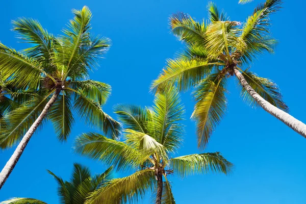 Hermosas palmeras sobre el fondo del cielo Imagen De Stock