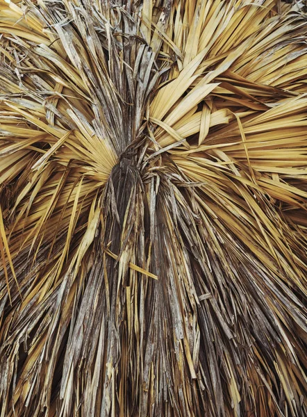 Rami di palma secchi — Foto Stock