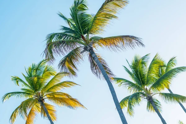 Красивые пальмы на фоне неба — стоковое фото