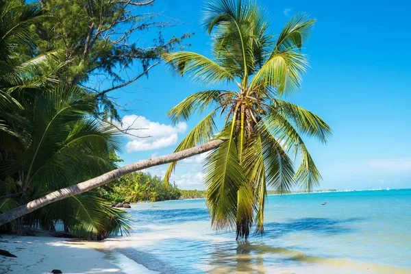 Schöne Palme über dem Wasser — Stockfoto