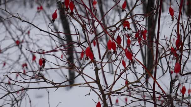 Winter red dog briar in the snow. — Stok video