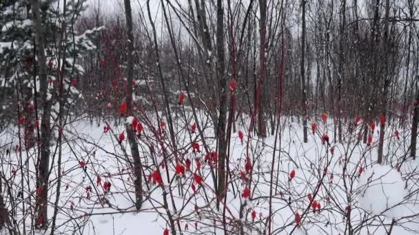 Berries of frozen briar on white background. Winter red dog briar in the snow. — Stock Video