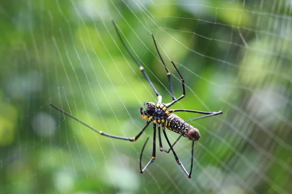 木材的巨型蜘蛛 — 图库照片