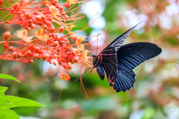 Colorida mariposa monarca sentada sobre flores de manzanilla — Foto de Stock