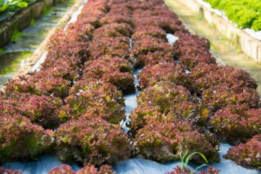 Grupta büyüyen hydroponic sebzeler