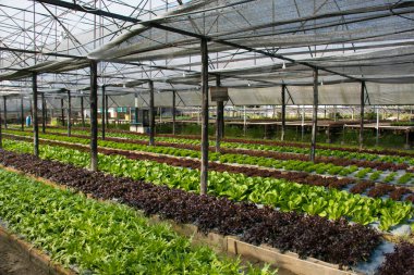 Grupta büyüyen hydroponic sebzeler