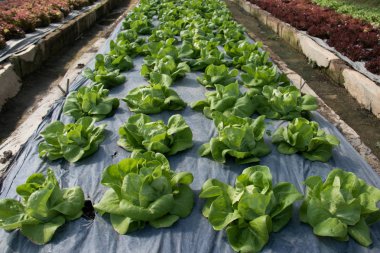 Grupta büyüyen hydroponic sebzeler