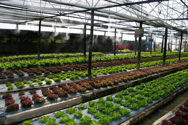 Гидропонные овощи, растущие на ферме — стоковое фото
