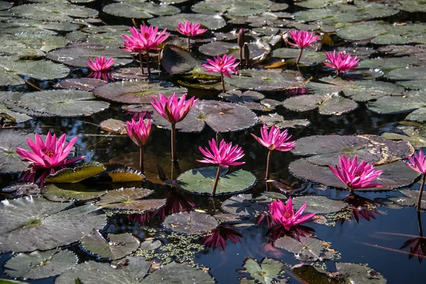 Pembe lotus gölet. Chiang Ra.