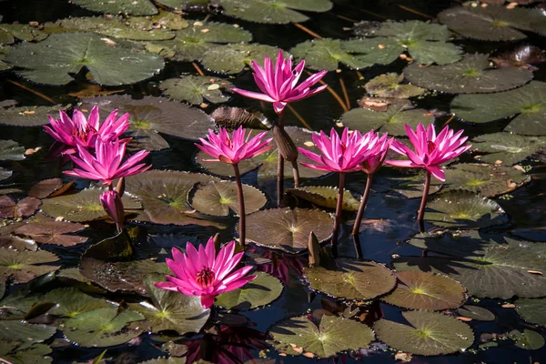 Pembe lotus gölet. Chiang Rai.
