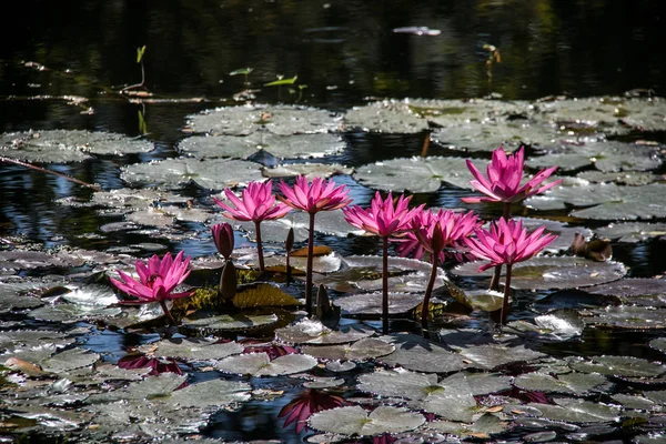 Teratai merah muda di kolam. Chiang Rai . — Stok Foto