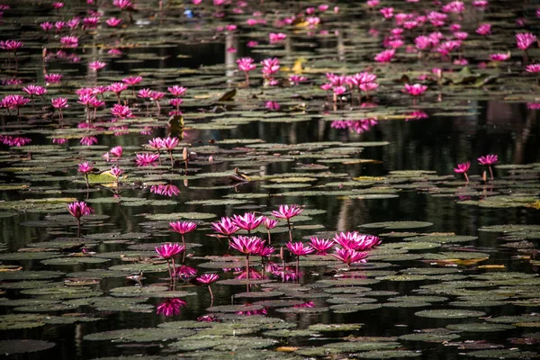 Pembe lotus gölet. Chiang Rai.