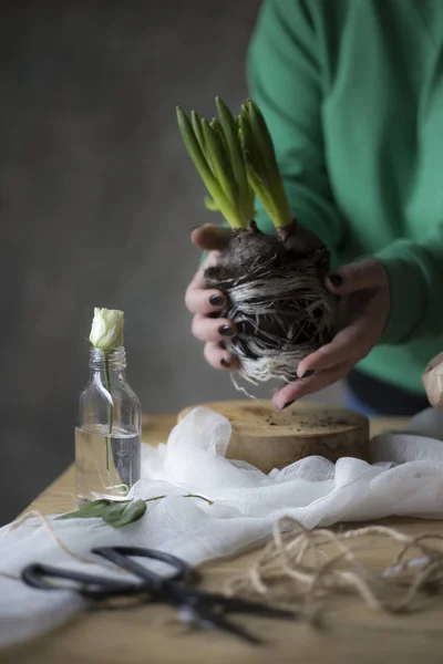 Primer Plano Las Manos Femeninas Sosteniendo Flor Jacinto Concepto Jardinería — Foto de Stock