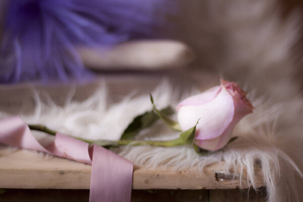 Closeup of fresh pink rose placed with pink ribbon placed on wooden table