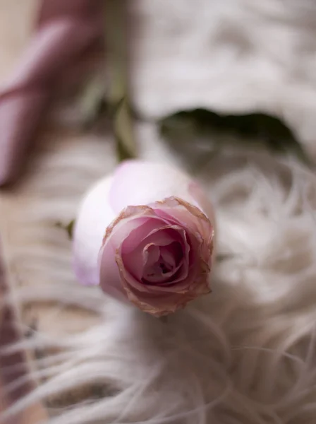 Primer Plano Rosa Rosa Fresca Colocada Con Cinta Rosa Colocada — Foto de Stock