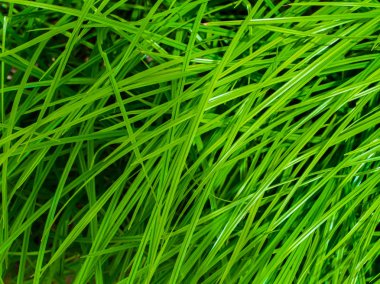 tatlı yeşil çimen