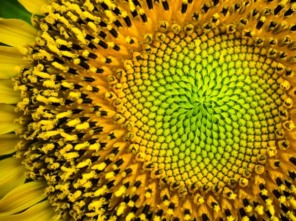 Żółty słonecznik makro — Zdjęcie stockowe