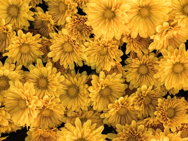 Gerbera giallo fiore — Foto Stock