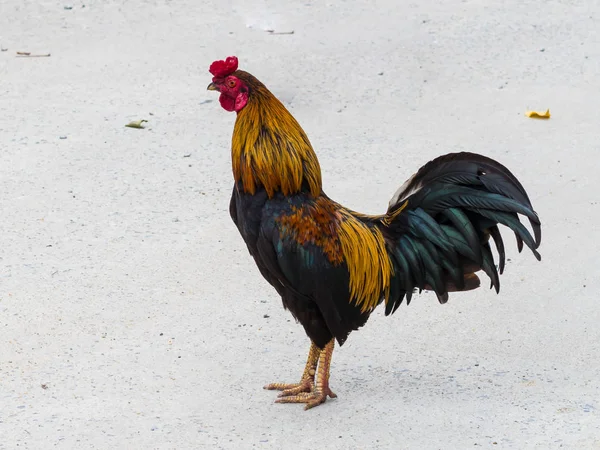 tavuk ufak tefek, ötme horoz