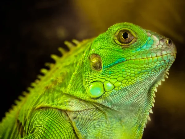 Yeşil iguana kapatın