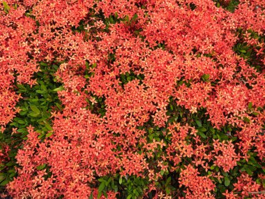 Kırmızı çiçek spike, Rubiaceae çiçek