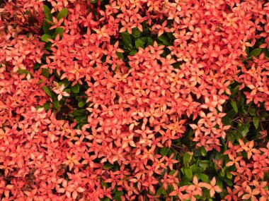 Kırmızı çiçek spike, Rubiaceae çiçek