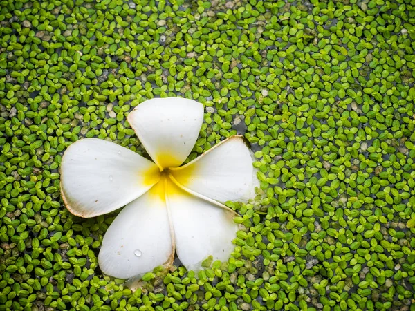 Fleur tropicale de jasmin (plumeria) et fougère d'eau — Photo