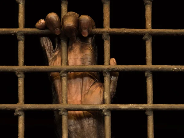 Hand(Monkey) hapiste