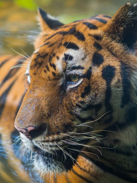 Tiger in pool — Stock Photo, Image