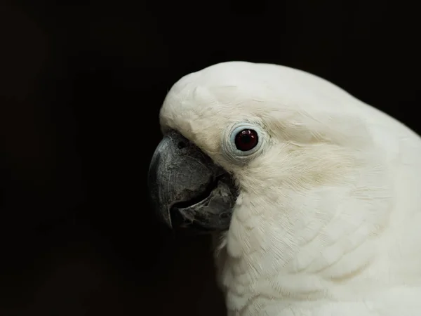 Ombrello bianco Cockatoo — Foto Stock
