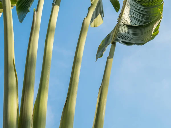 Banana tree leaves