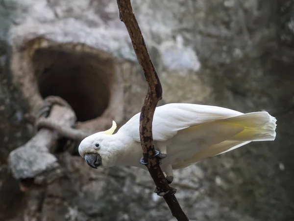 Белый зонтик-какаду — стоковое фото